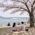 부산 민주공원 겹벚꽃 동산에서 핑크빛 나무 아래 피크닉 즐기는 모습과 멀리 보이는 부산항대교