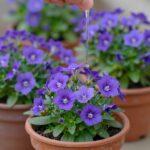 캄파눌라 키우는 법과 관리 꿀팁 화분에 핀 보라색 겹꽃 캄파눌라와 물주는 모습
