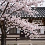 서산 개심사 명부전 앞에 핀 독특한 연둣빛 청벚꽃의 모습