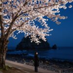 2026년 봄 벚꽃 여행 명소 총정리 해운대 달맞이고개 야간 벚꽃과 바다 풍경