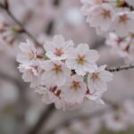 벚꽃의 꽃말과 매화와의 차이점 벚꽃 꽃잎 가까이에서 본 모습 끝이 갈라진 모양이 보임