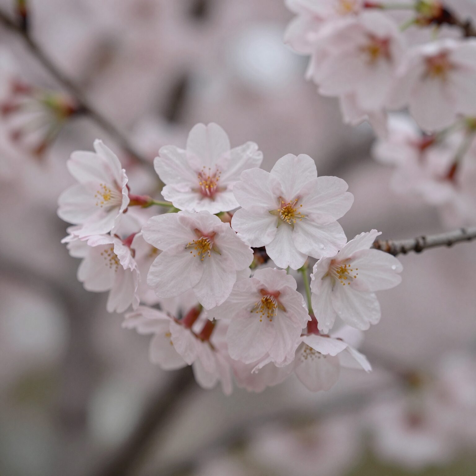 벚꽃 꽃잎 가까이에서 본 모습 끝이 갈라진 모양이 보임