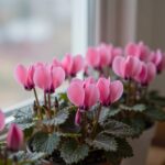 밝은 창가에 놓인 분홍색 시클라멘 화분