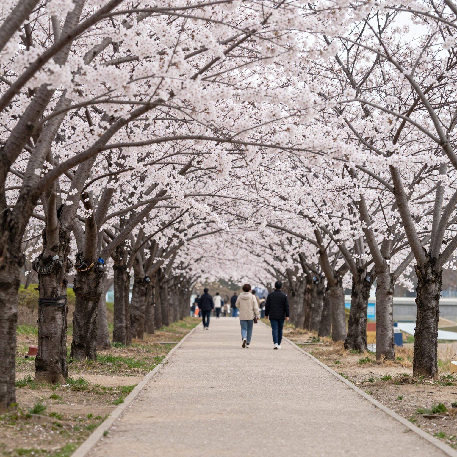 인천 드림파크 벚꽃길 산책로 봄꽃 만개한 풍경