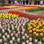 에버랜드 포시즌스 가든에 핀 화려한 다양한 색상의 튤립 꽃밭 풍경