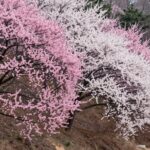 2026년 부산 봄 맞이 매화꽃 명소 탐방 가이드 언덕에 핀 분홍색과 흰색 매화꽃 나무들이 군락을 이루고 있는 모습