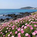 거제 공곶이에서 핀 수선화와 동백꽃, 그리고 푸른 바다가 어우러진 봄 풍경