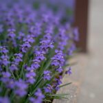 그레이스캄파눌라 키우기와 종류 알아보기 창가에서 피어난 보라색 그레이스캄파눌라 꽃