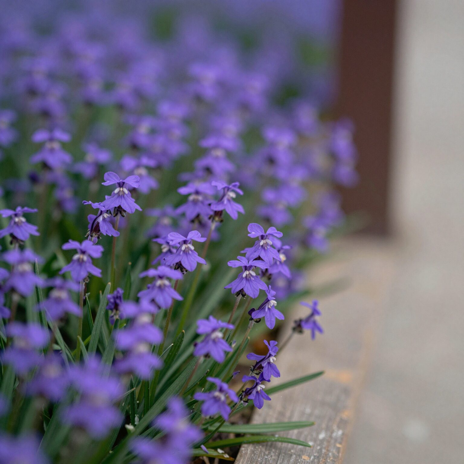 창가에서 피어난 보라색 그레이스캄파눌라 꽃