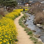 구례 산수유마을 꽃길 여행 완벽 가이드 구례 산수유마을 노란 꽃길과 계곡 풍경