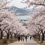 2026년 광양매화축제 예상되는 만개한 매화꽃밭과 섬진강 풍경