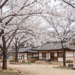 섬진강을 배경으로 한 하얀 매화나무 군락과 초가집이 어우러진 광양 매화마을 풍경