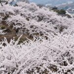 광양 매화마을 전망대에서 바라본 하얀 매화 군락 풍경