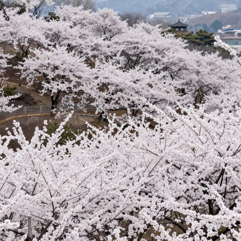 광양 매화마을 전망대에서 바라본 하얀 매화 군락 풍경