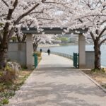 호암미술관 진입로의 흐드러지게 핀 하얀 벚꽃길과 호수 풍경