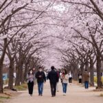광양 매화축제장의 만개한 분홍 매화나무 숲과 관광객들
