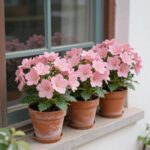 베란다 창가에 놓인 분홍색 히야신스 화분