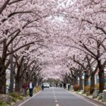 제주 왕벚꽃 거리에 핀 분홍색 벚꽃 나무들