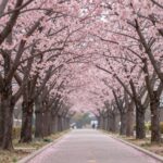 연분홍색 꽃이 풍성하게 핀 왕벚나무 가로수 길