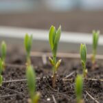 라일락 키우기와 향기로운 매력 라일락 가지치기 후 건강한 새순이 돋아나는 모습