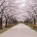 남한산성 산성로터리로 향하는 벚꽃 길 양쪽에 분홍빛 벚꽃나무가 줄지어 서 있다