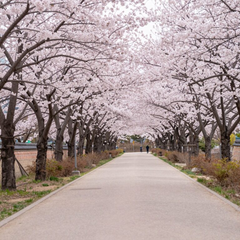 남한산성 산성로터리로 향하는 벚꽃 길 양쪽에 분홍빛 벚꽃나무가 줄지어 서 있다