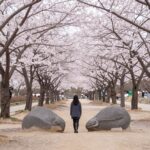 김해 용당나루 매화공원 나는 솔로 촬영지 포토존