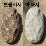 벗굴과 석화의 외관 차이 비교 사진