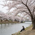 파주 운정호수공원 벚꽃과 호수가 어우러진 봄 풍경