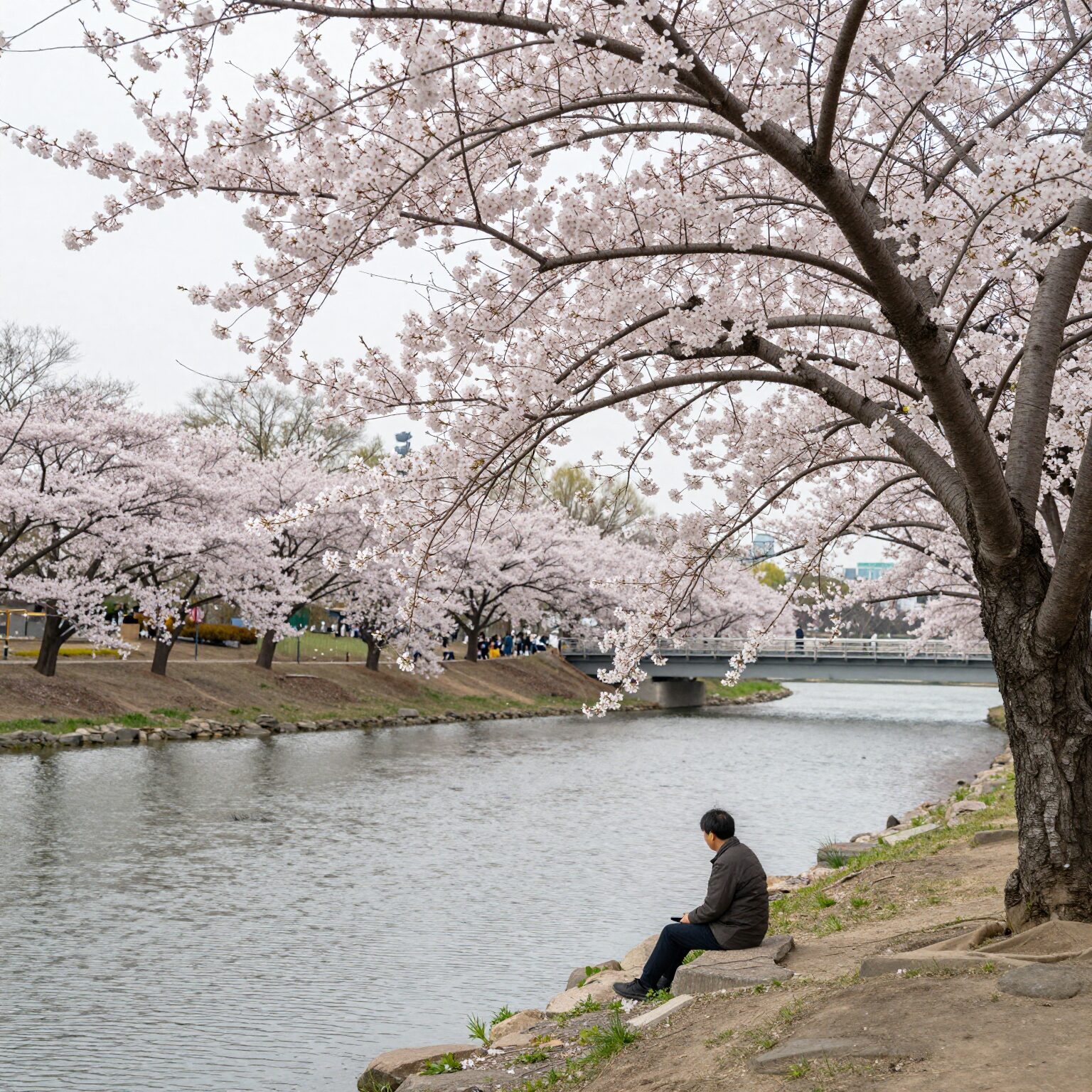 파주 운정호수공원 벚꽃과 호수가 어우러진 봄 풍경