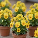 화분에 심겨진 노란 팬지와 삼색제비꽃