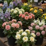 라넌큘러스 키우기와 아름다운 꽃말 화분에 핀 다양한 색상의 라넌큘러스 꽃