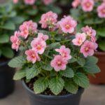 화분에 핀 분홍색 라넌큘러스 꽃과 초록색 잎