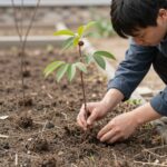 홍가시나무 묘목을 정원에 심는 과정