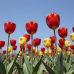 제주 상효원수목원 꽃의정원에 핀 화사한 빨간 노랑 튤립과 배경의 푸른 하늘