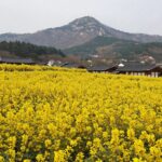 구례 산수유마을의 노란 산수유꽃밭과 지리산 배경