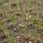 여러 포트에 뿌린 꽃씨 중 일부만 초록색 싹이 올라온 모습