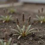 마당에 심어진 방풍나물 모종의 모습