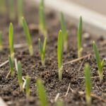 봄에 파종한 대파 새싹이 깨져 나오는 모습