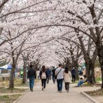 벚꽃 나무 아래에서 진행되는 봄꽃 축제의 풍경