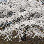 봄꽃 만들기로 가득 채운 공간과 마음 흰색 꽃이 많이 핀 가는 잎 조팝나무 설유화 화분 사진