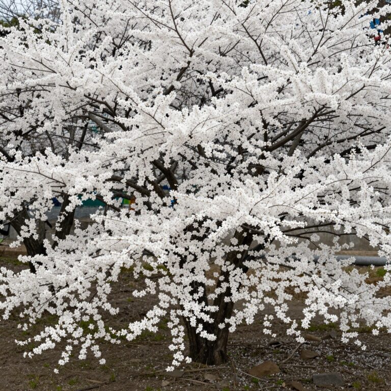 흰색 꽃이 많이 핀 가는 잎 조팝나무 설유화 화분 사진