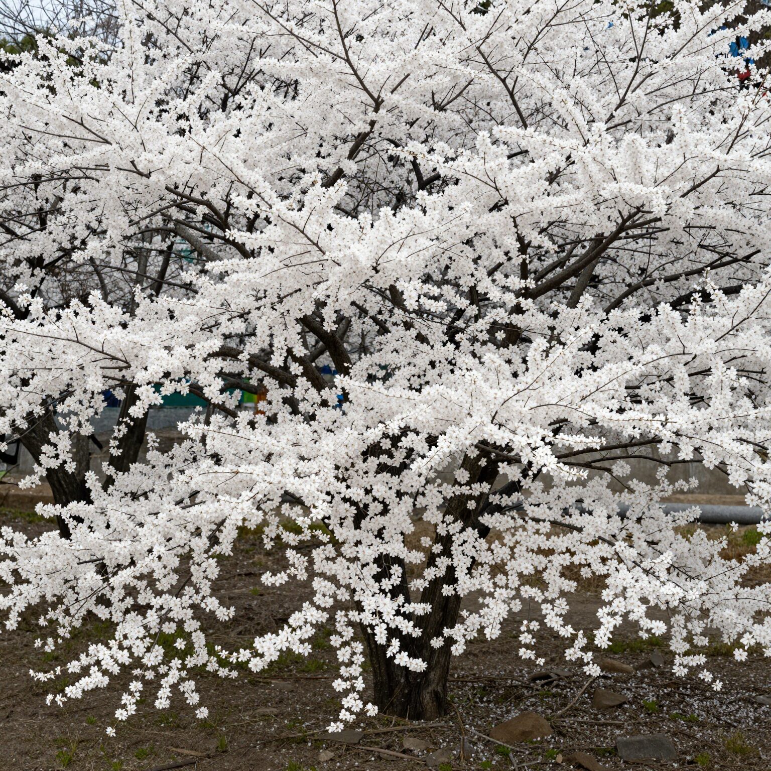 흰색 꽃이 많이 핀 가는 잎 조팝나무 설유화 화분 사진