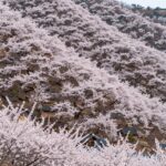 봄의 시작을 알리는 전국 매화와 봄꽃 명소 산비탈을 하얗게 덮은 광양 매화마을의 봄 풍경