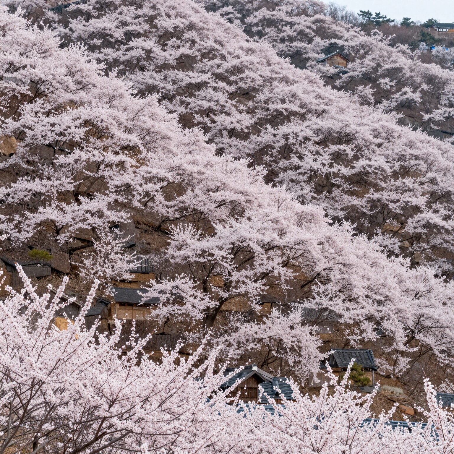 산비탈을 하얗게 덮은 광양 매화마을의 봄 풍경