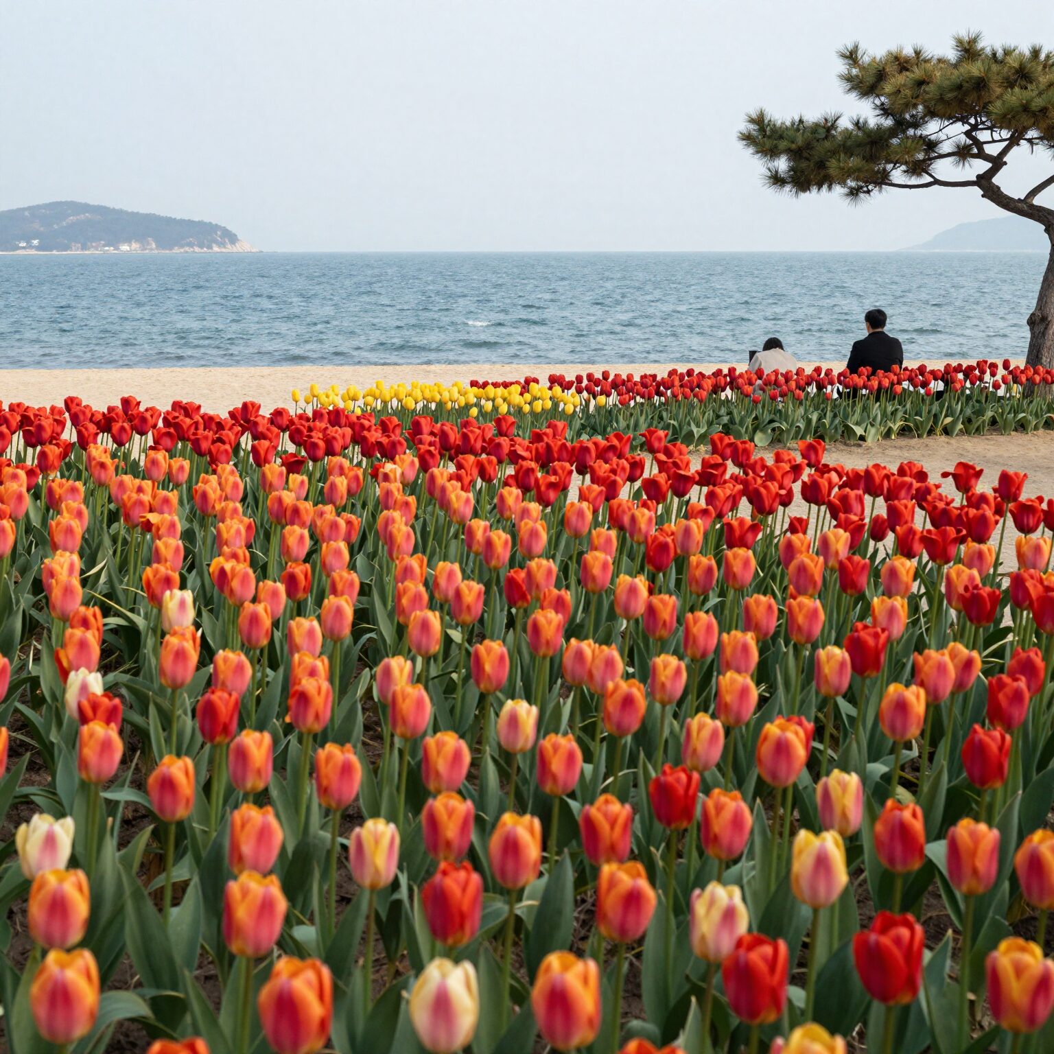 마검포 튤립공원에서 바라본 서해 바다와 화려한 튤립 정원 풍경