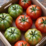 대저짭짤이토마토 맛과 신선함을 한번에 토마토러브 토마토러브 신선한 대저짭짤이토마토 수령 직후 모습 상자에 가득 담긴 초록빛과 붉은빛이 섞인 토마토