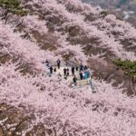 봄날 부천 원미산 진달래동산 전망대에서 바라본 분홍색 진달래 군락 풍경