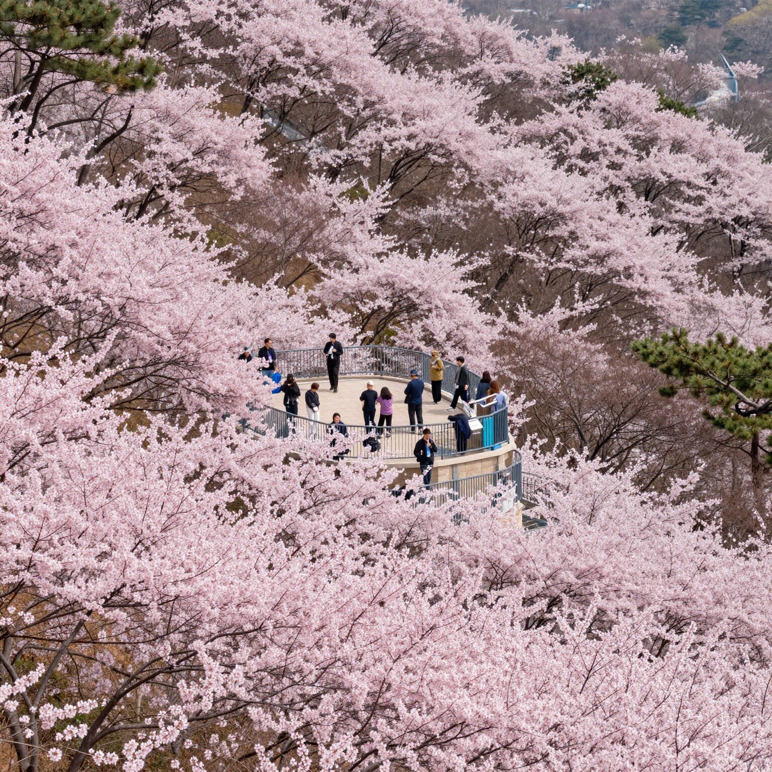 봄날 부천 원미산 진달래동산 전망대에서 바라본 분홍색 진달래 군락 풍경