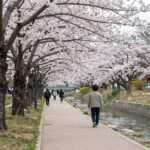 양주 장흥 매내미 벚꽃길의 봄 풍경, 공릉천과 벚나무가 조화를 이루는 모습